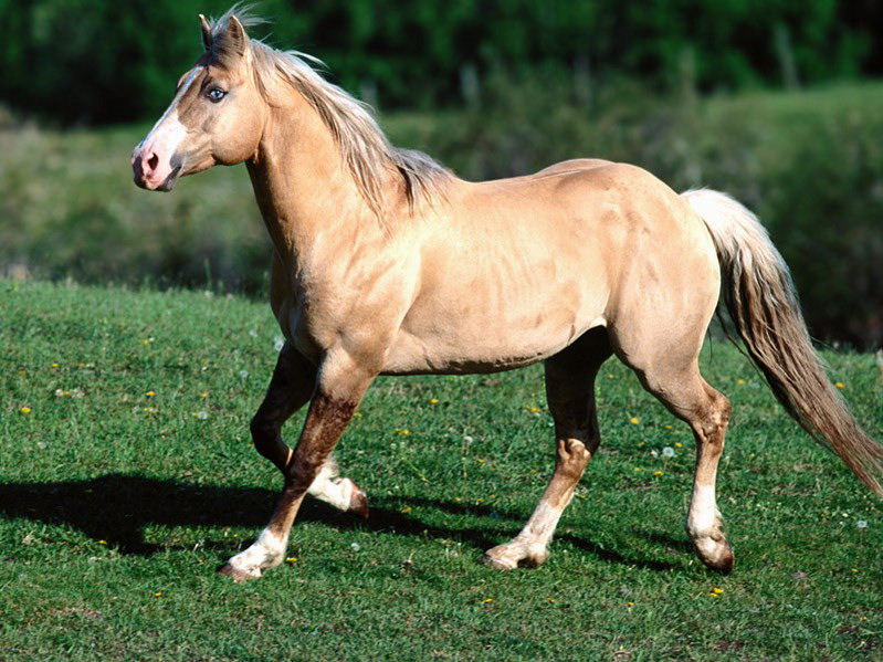 Dons de photos classées par genre \o/ Bundy,%20Palomino%20Quarter%20Horse